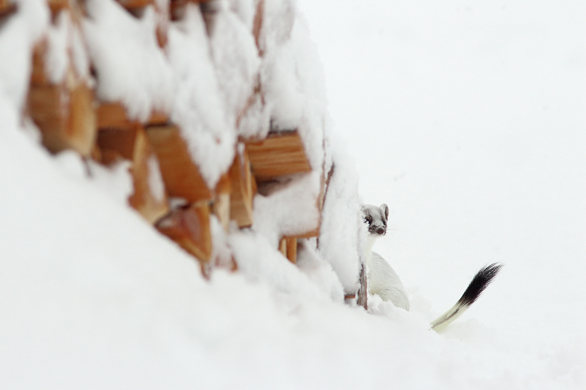 hermine mue hiver jura