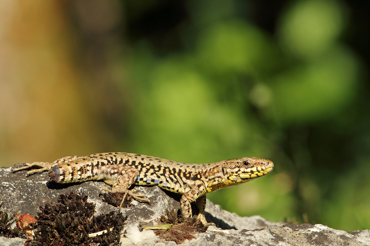 lézard des murailles amputé