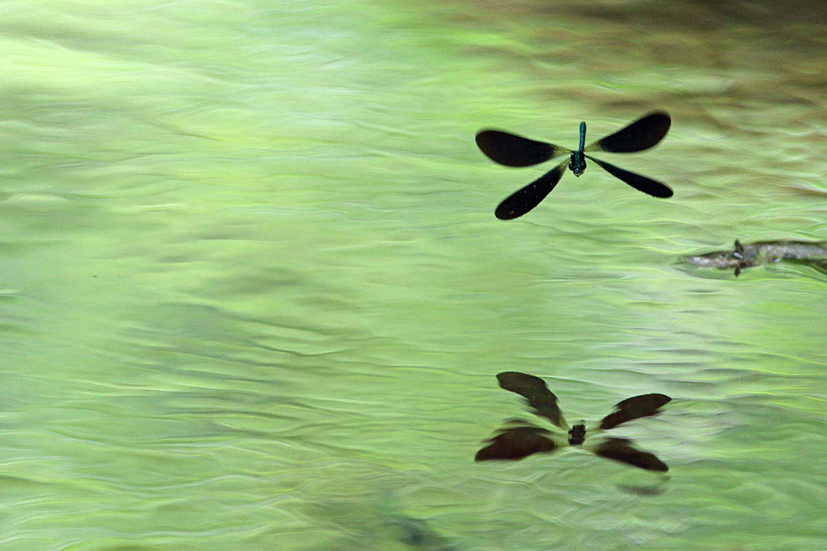 caloptéryx demoiselle