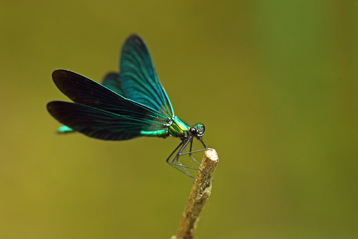 caloptéryx demoiselle