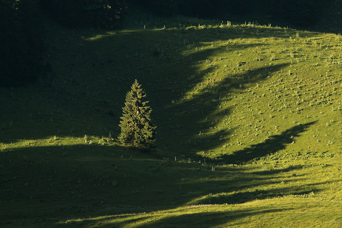 ombres sapins