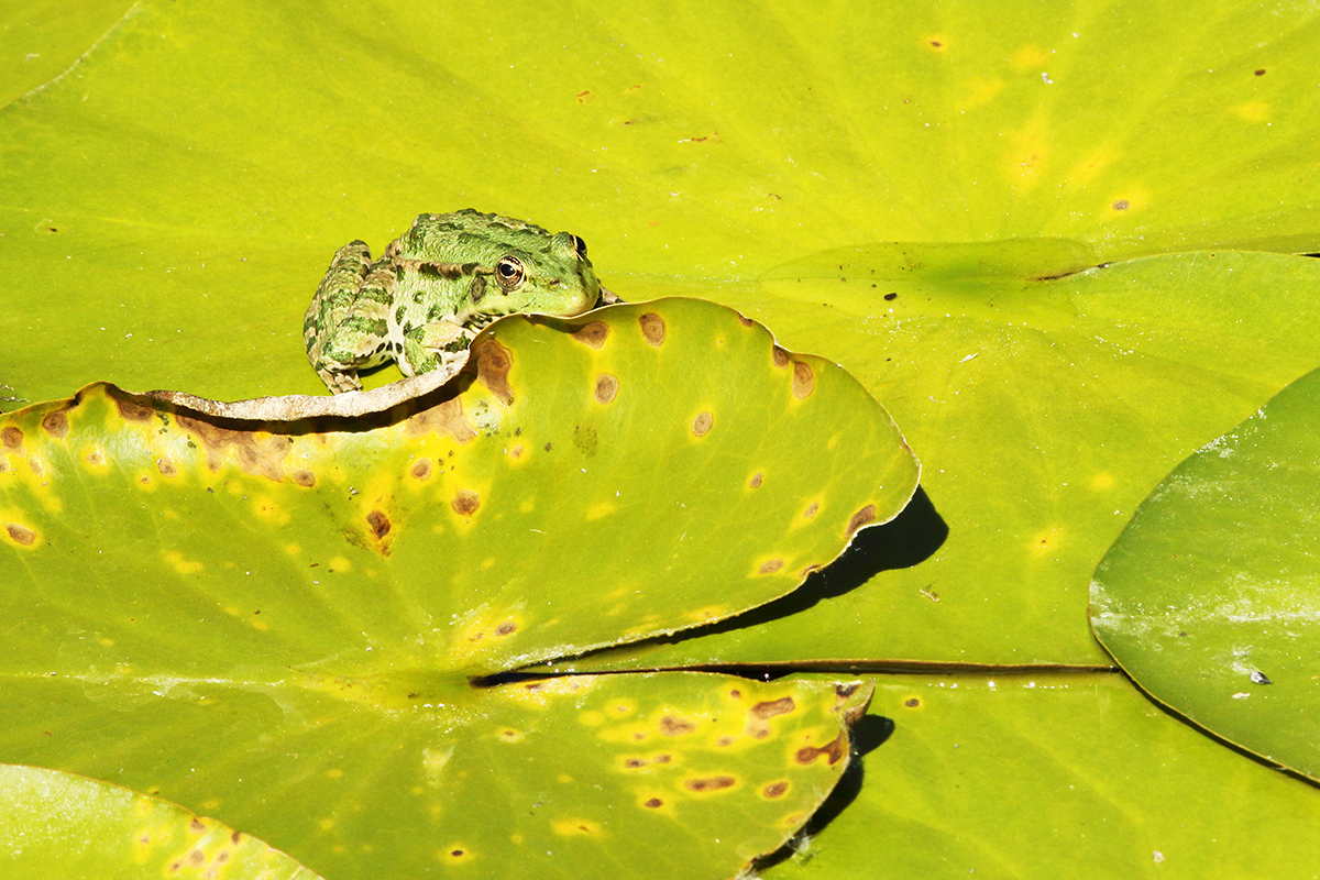 grenouille verte sur nénuphar