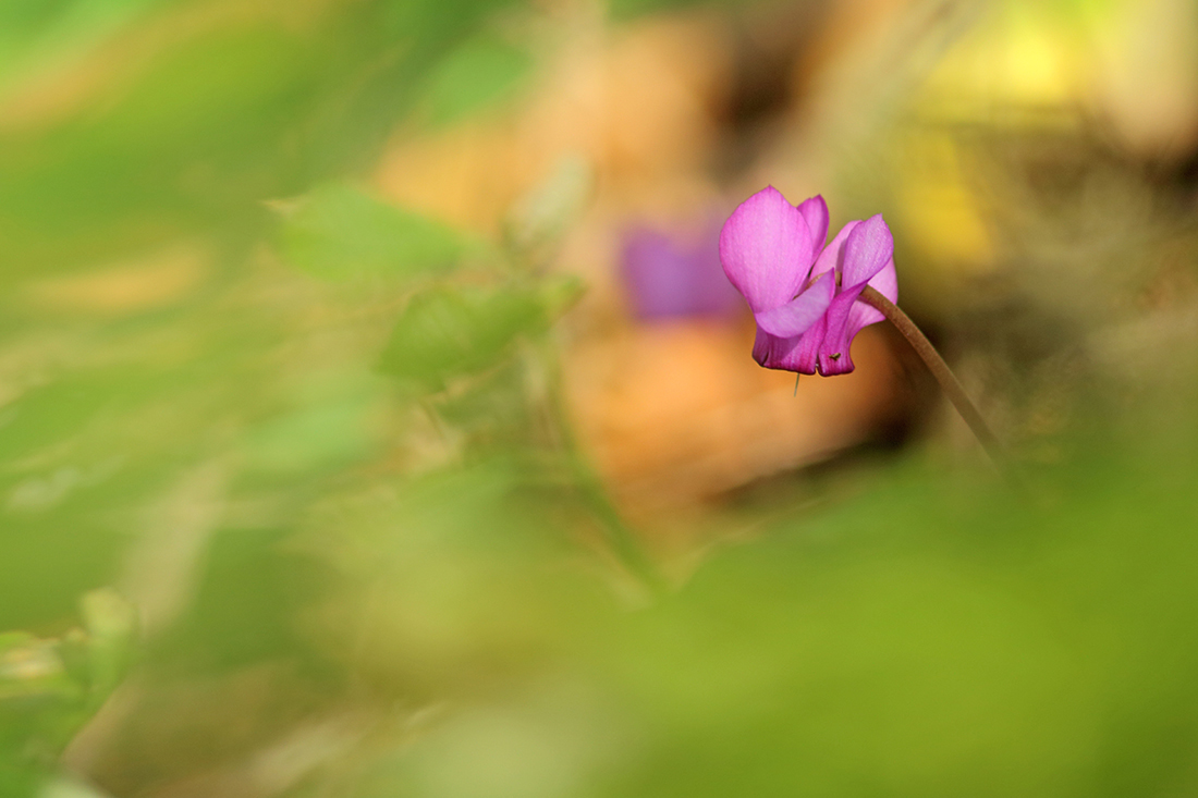 cyclamen d’europe jura