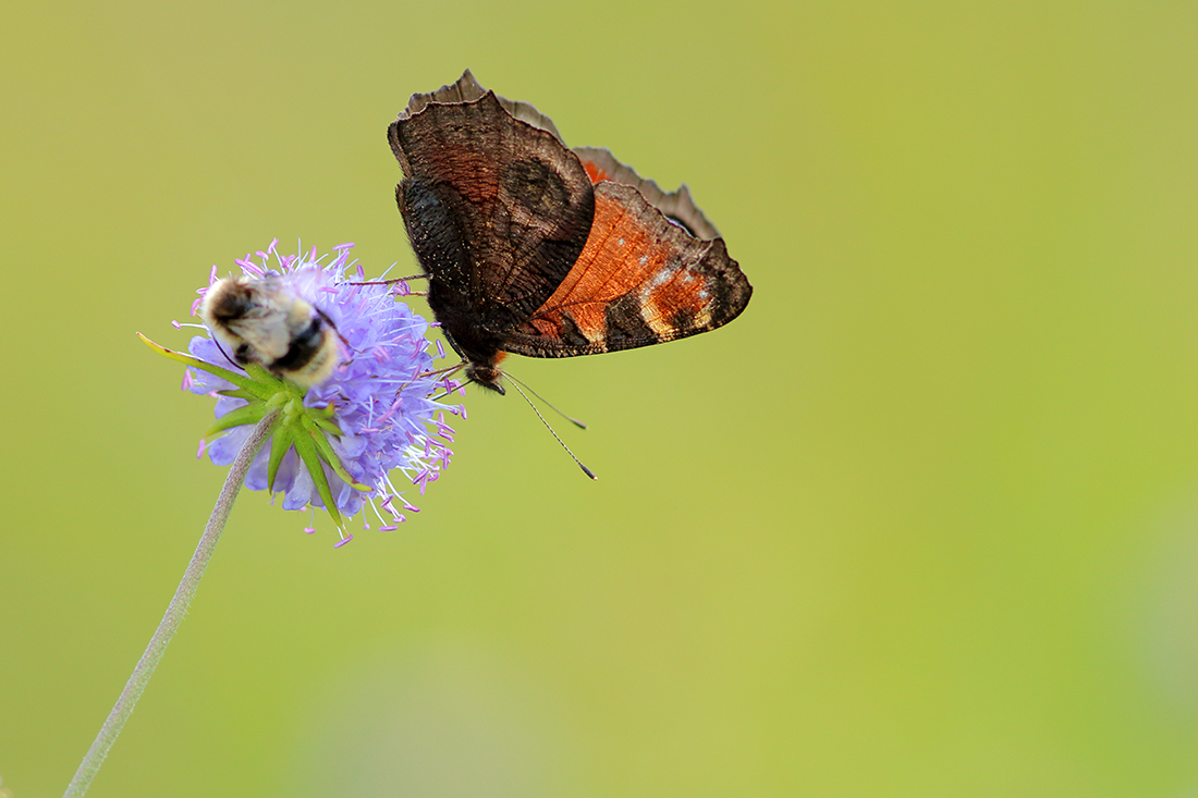 papillon paon du jour