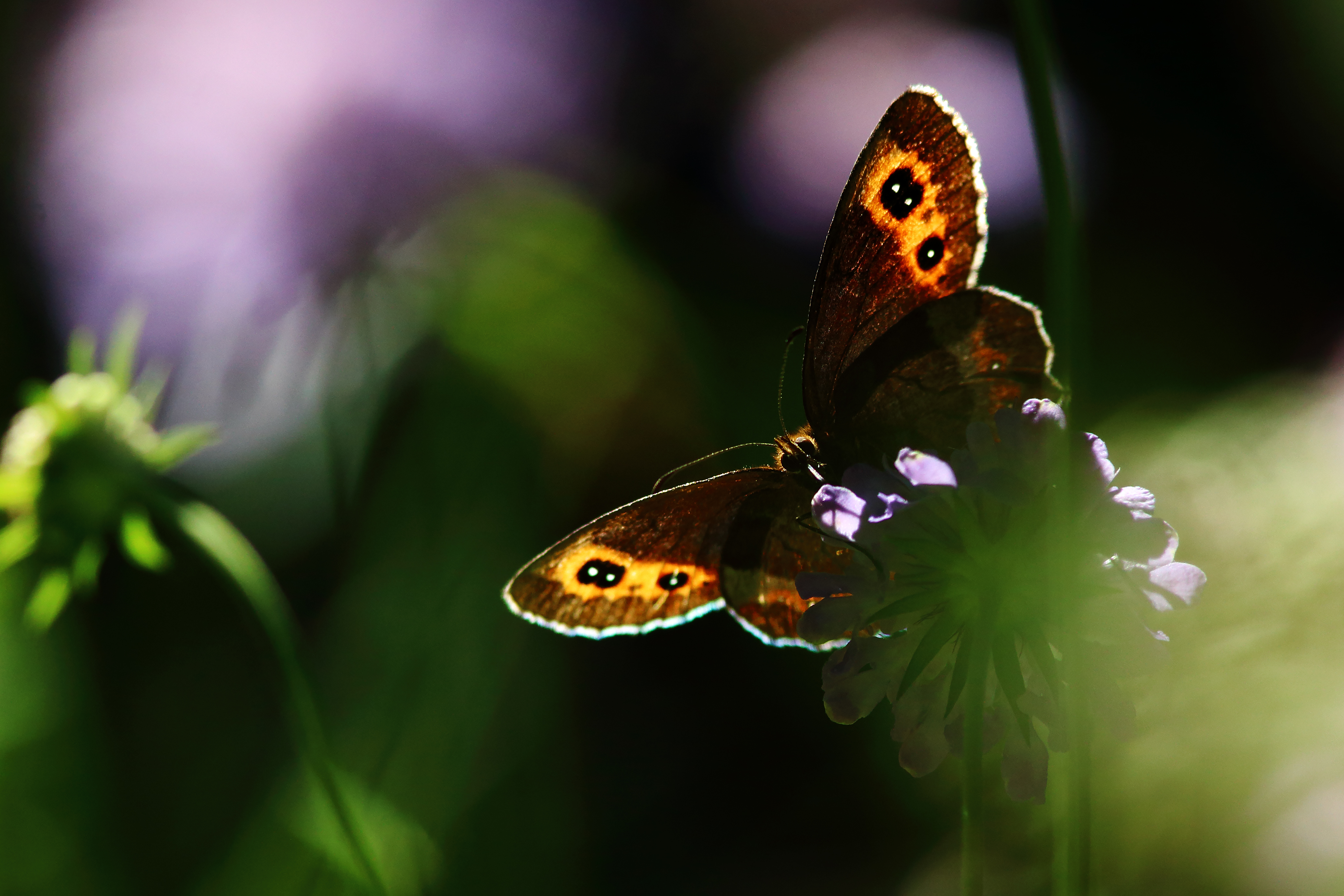 papillon moiré sylvicole