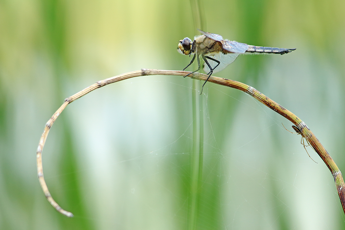 libellule à 4 taches Libellula quadrimaculata