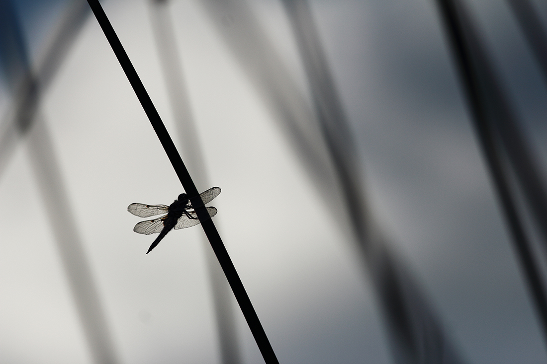 libellule à 4 taches Libellula quadrimaculata