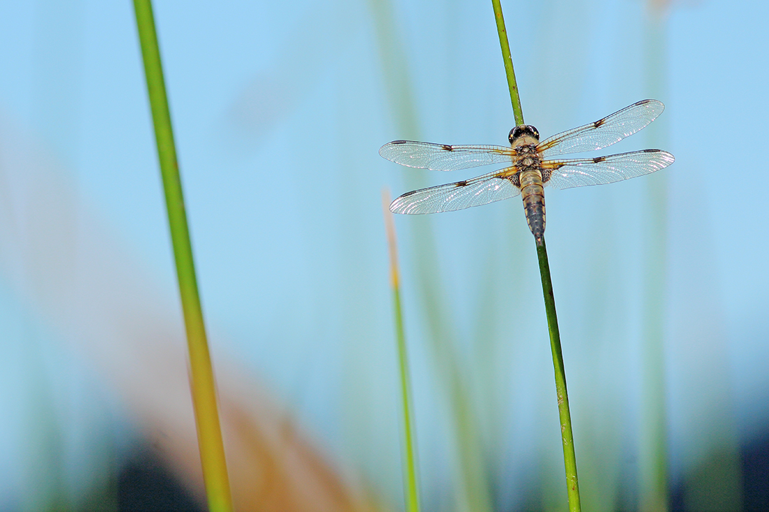 libellule à 4 taches Libellula quadrimaculata