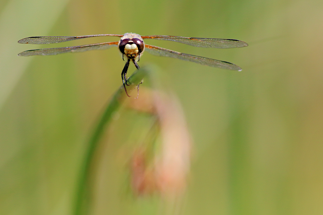 libellule à 4 taches Libellula quadrimaculata