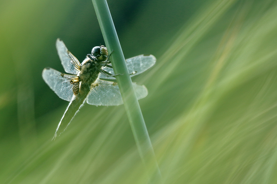 libellule à 4 taches Libellula quadrimaculata