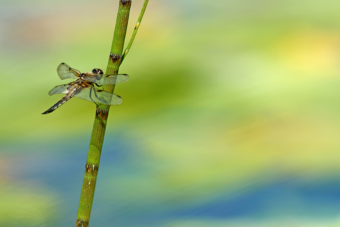 libellule à 4 taches Libellula quadrimaculata