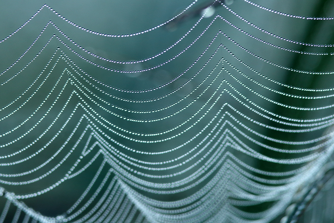 toile d’araignée rosée