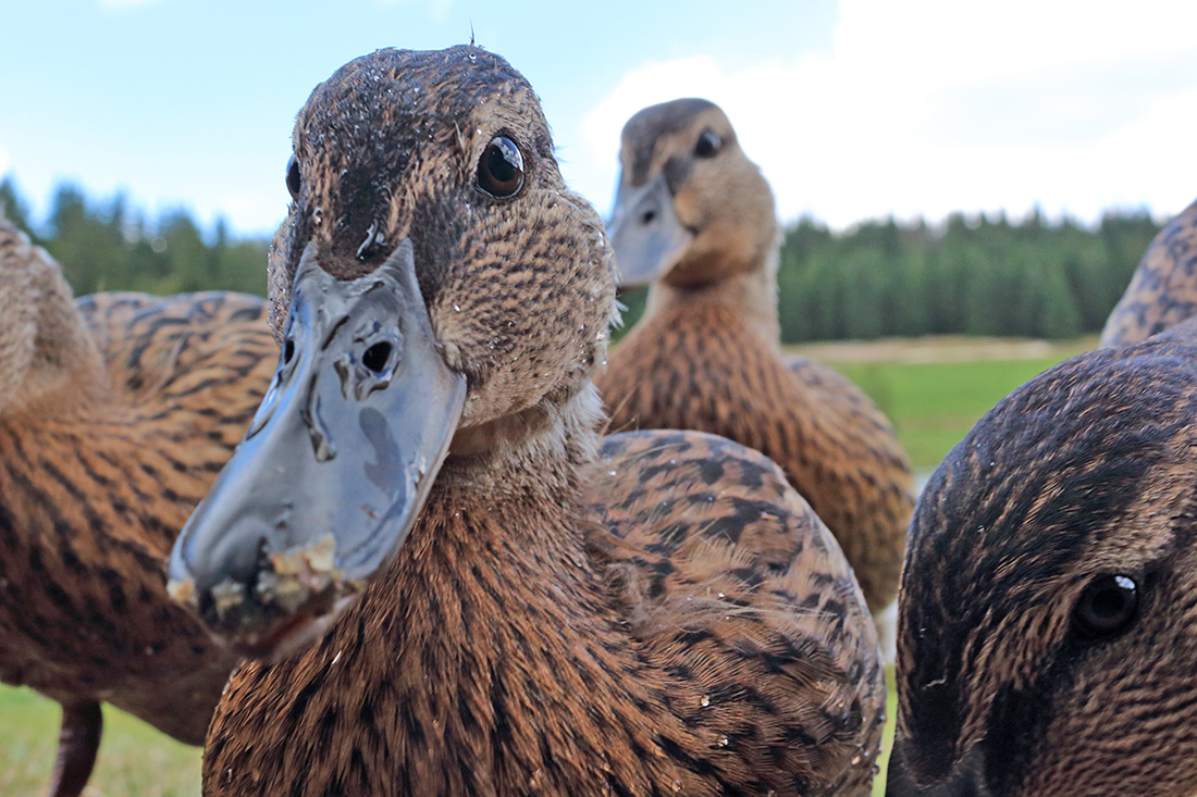 canard colvert nourrir