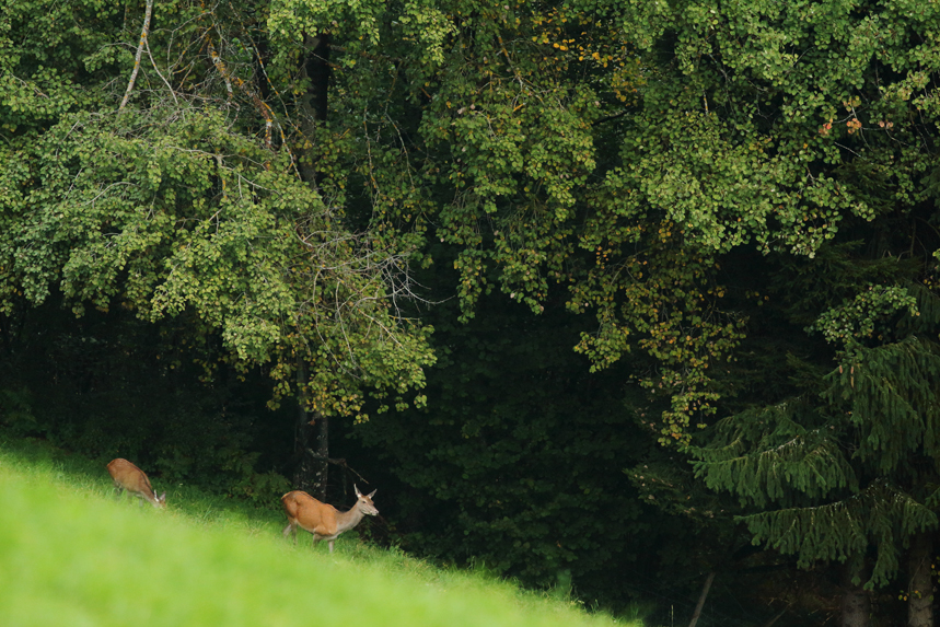 cerf automne aravis alpes thones glieres julien arbez