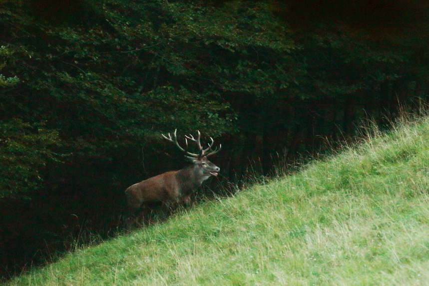 cerf automne aravis alpes thones glieres julien arbez