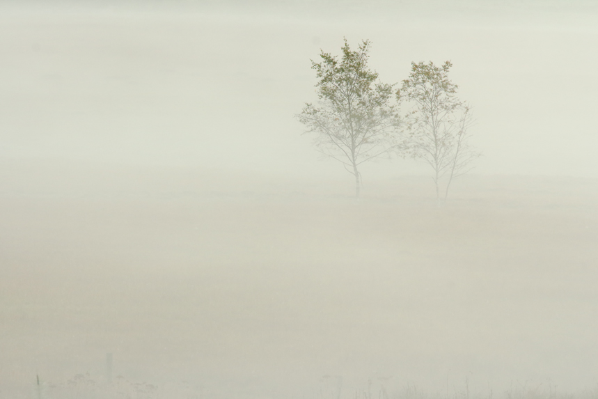 cerf automne aravis alpes thones glieres julien arbez