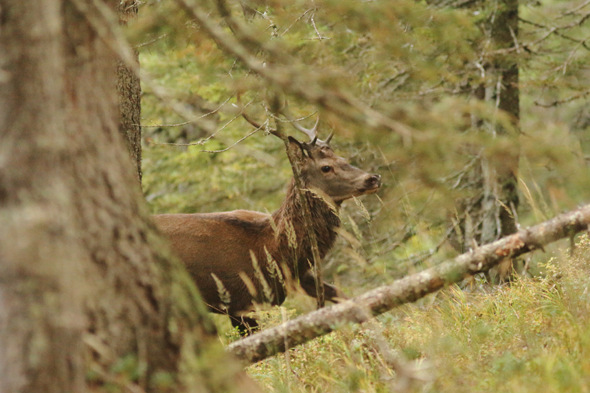 cerf automne aravis alpes thones glieres julien arbez