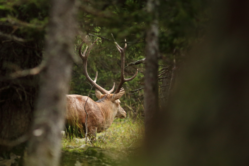 cerf automne aravis alpes thones glieres julien arbez