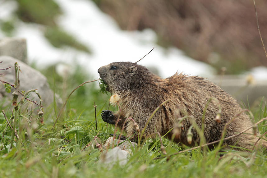 marmotte julien arbez