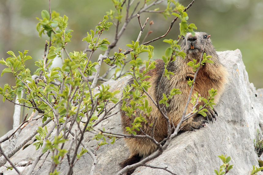 marmotte julien arbez