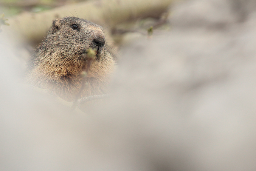 marmotte julien arbez