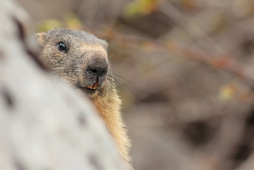 marmotte julien arbez