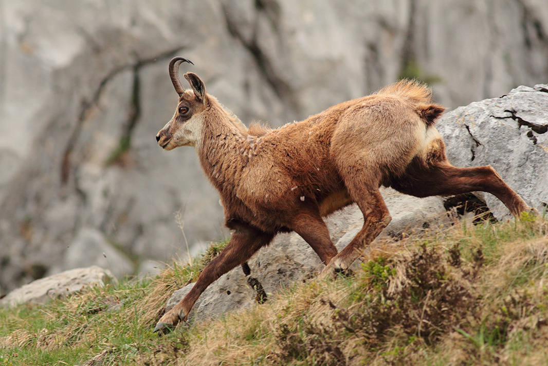 chamois julien arbez