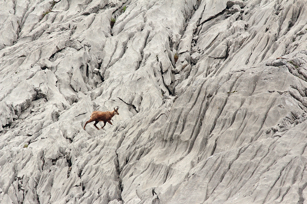 chamois lapiaz julien arbez