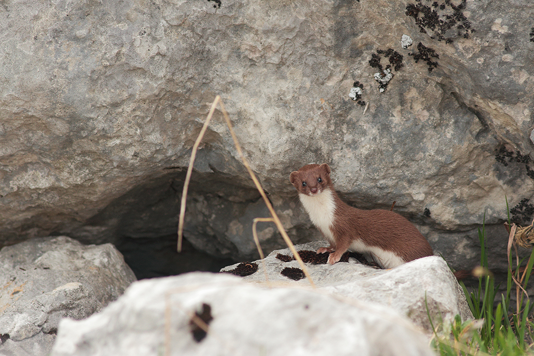 belette montagne julien arbez