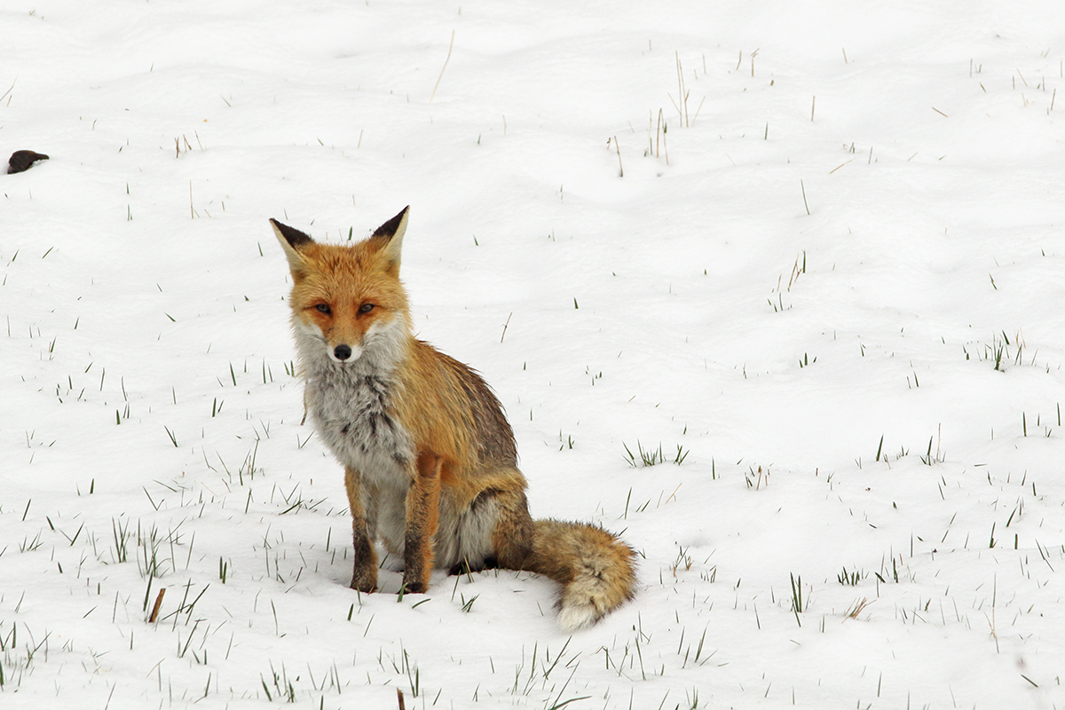 renard neige jura