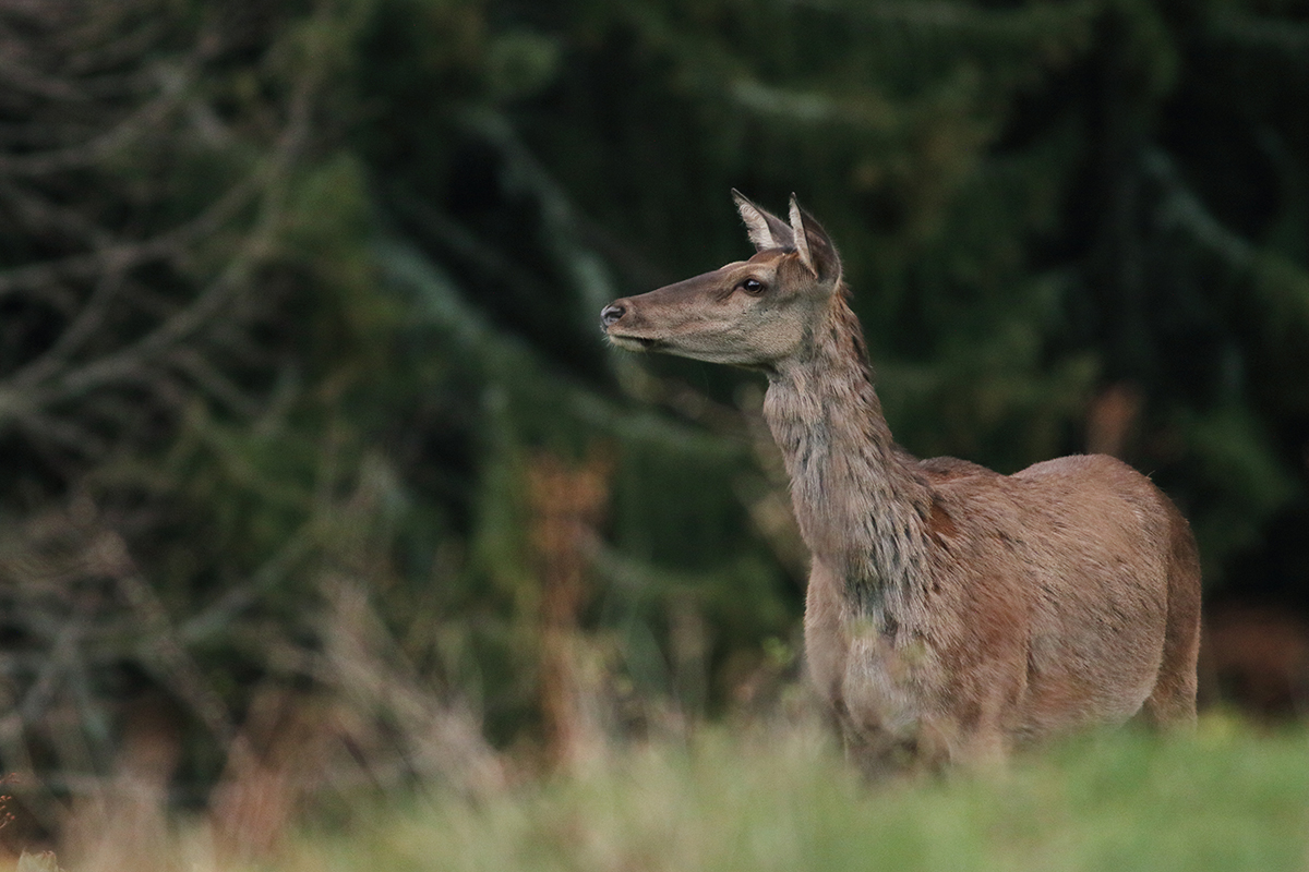 cerfs gagnage printemps jura