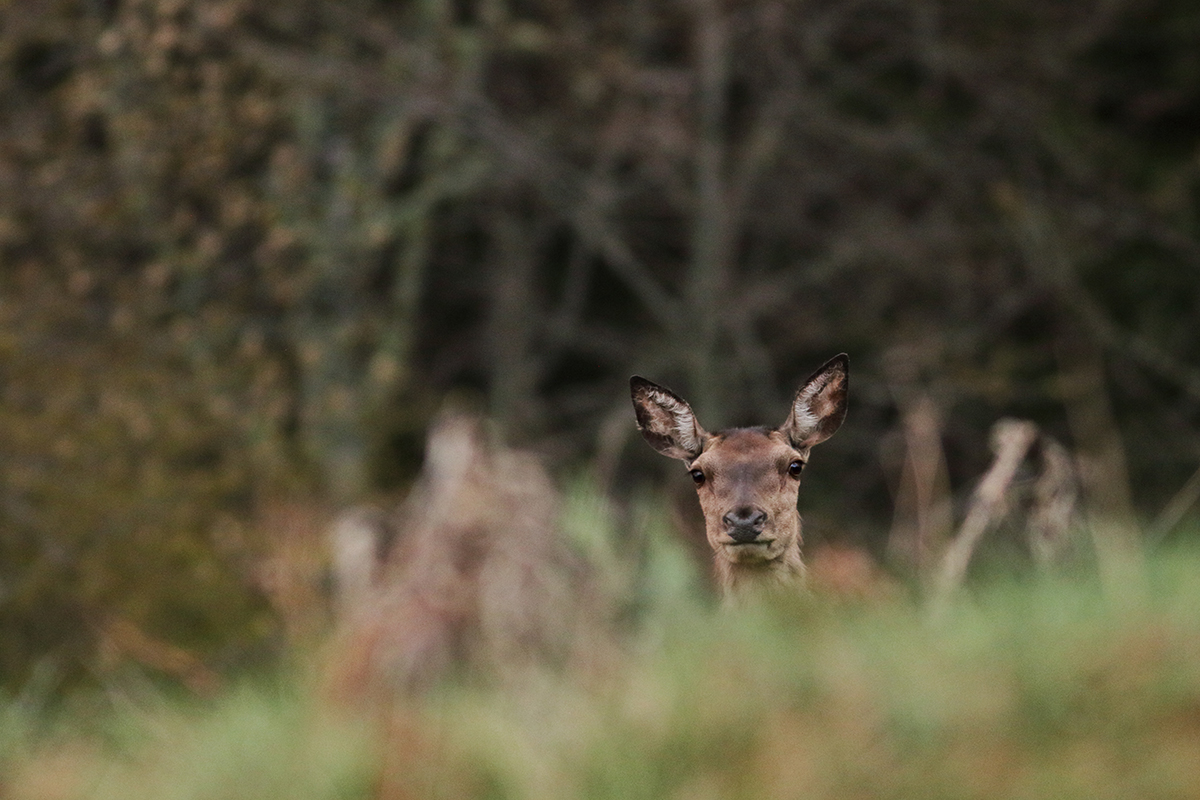 cerfs gagnage printemps jura