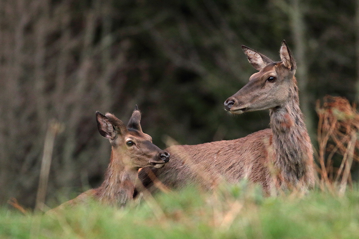 cerfs gagnage printemps jura