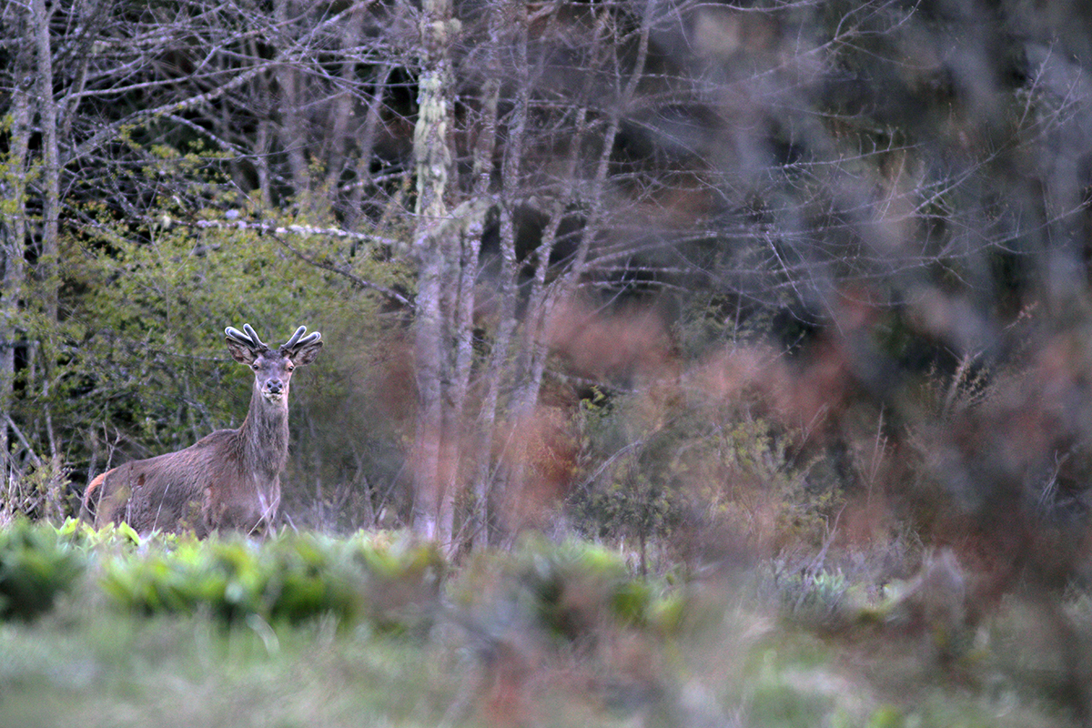 cerfs gagnage printemps jura