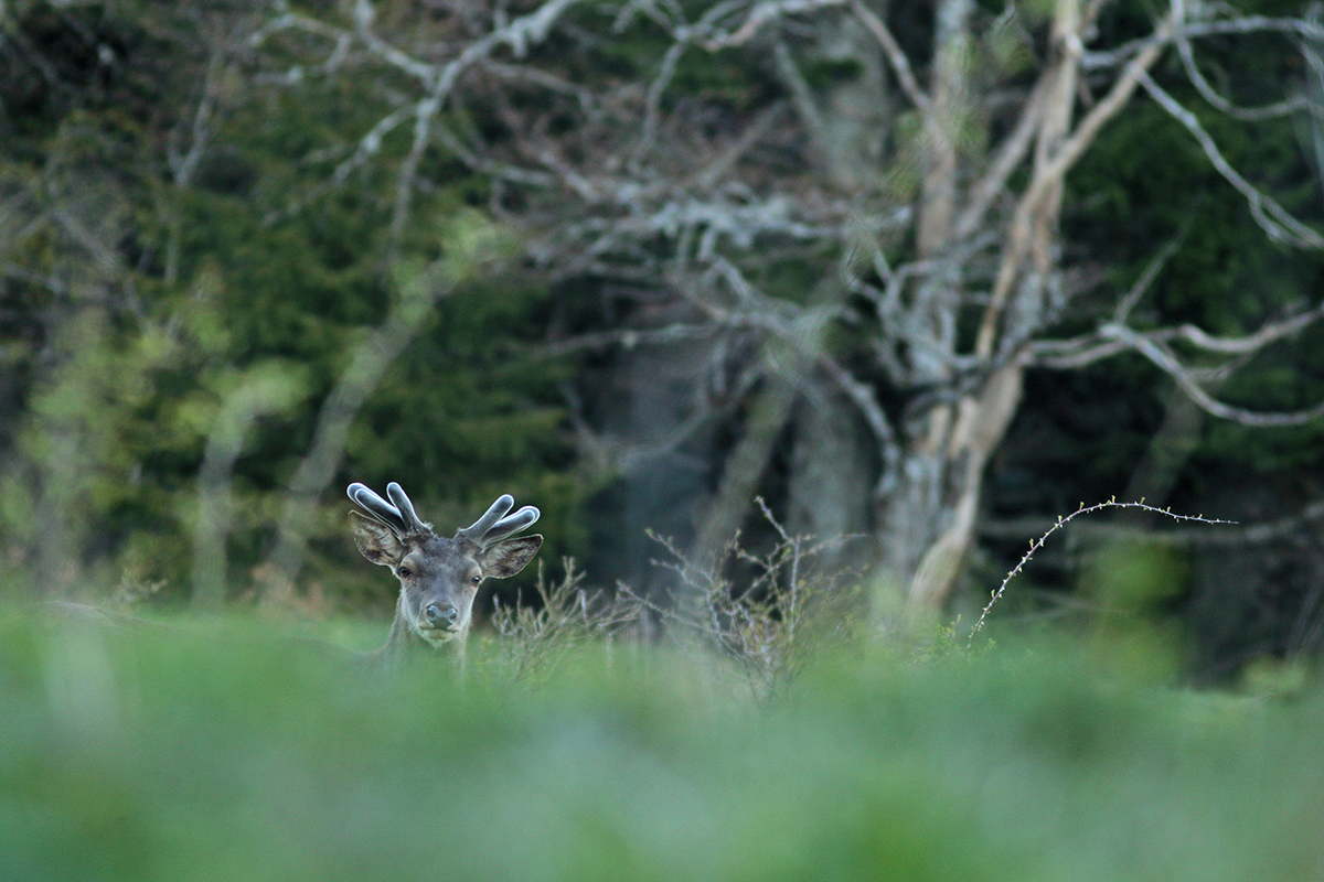 cerfs gagnage printemps jura