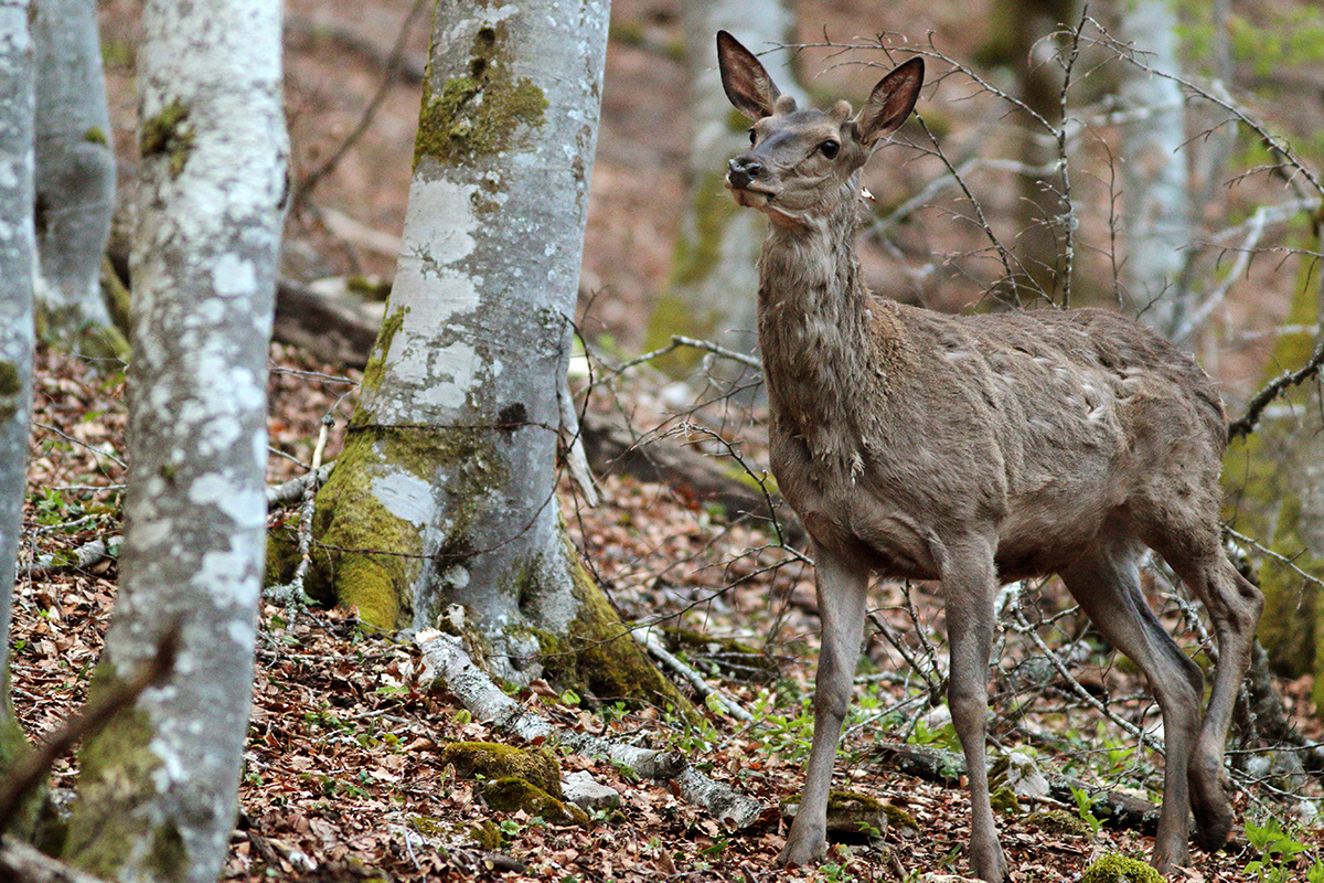 cerf foret