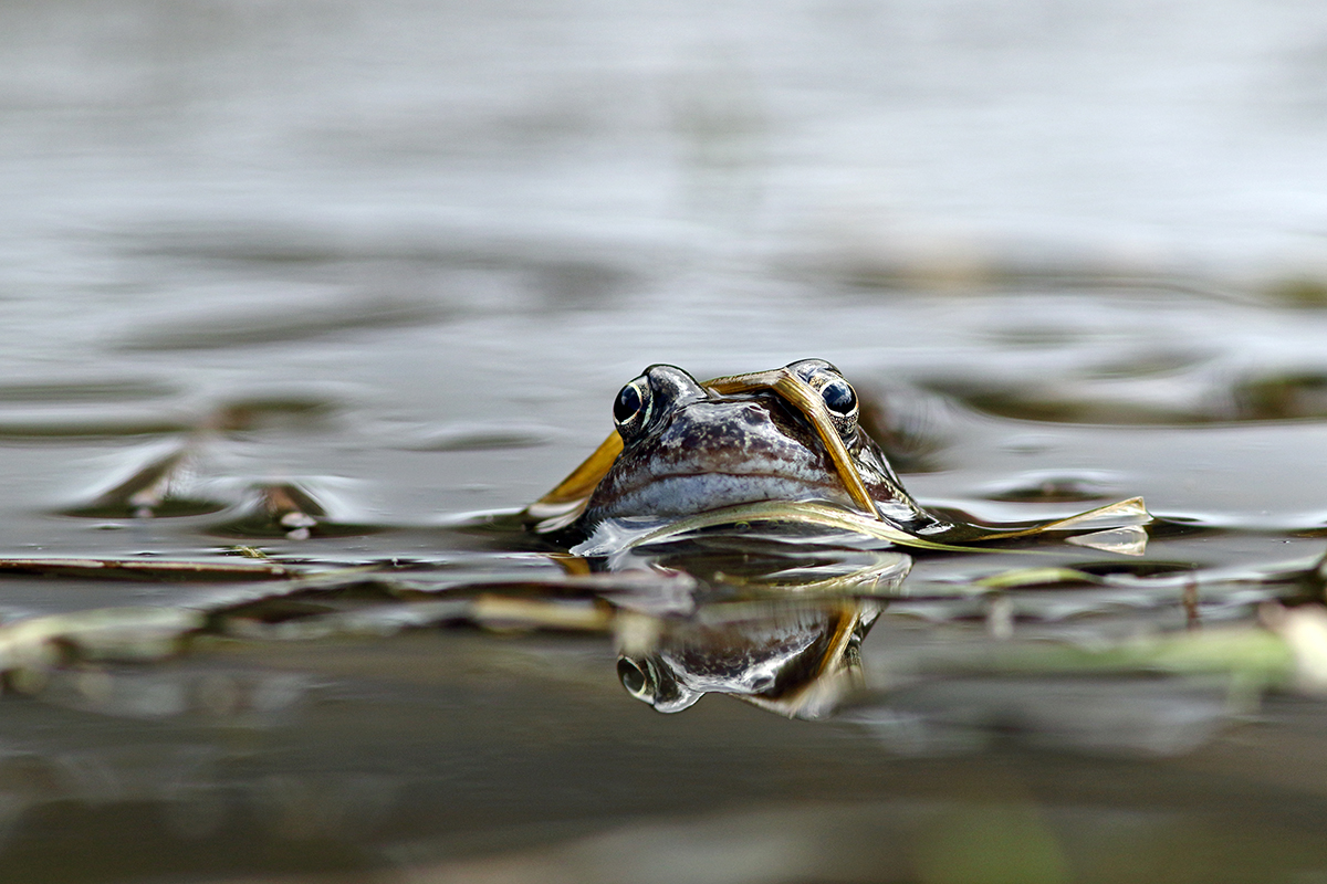 grenouille rousse jura