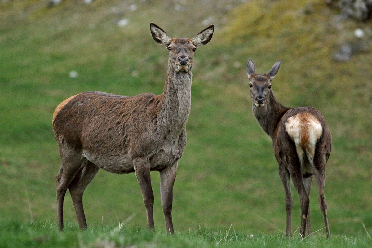 biche et son jeune jura