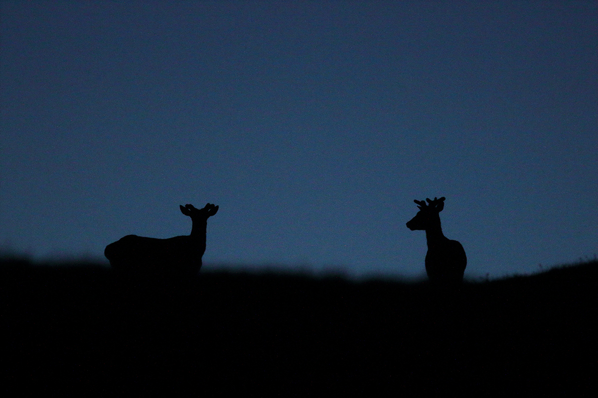 cerfs contre-jour clair obscur