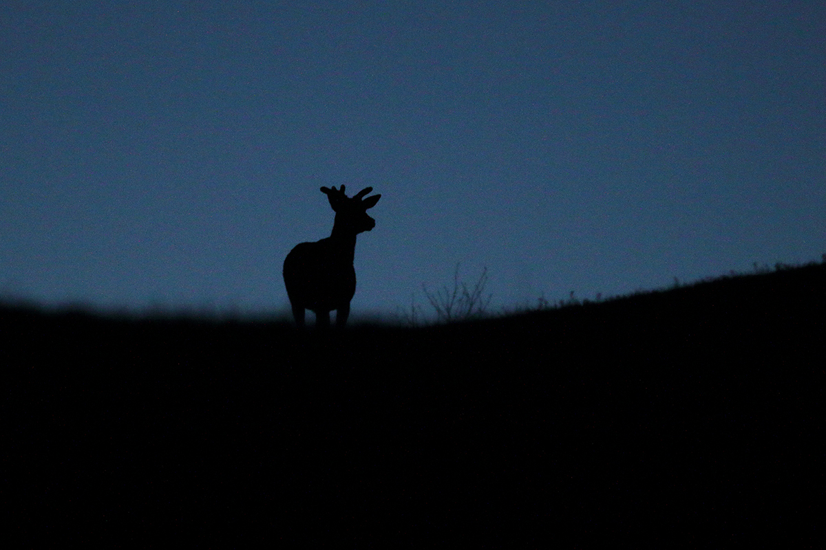 cerfs contre-jour clair obscur