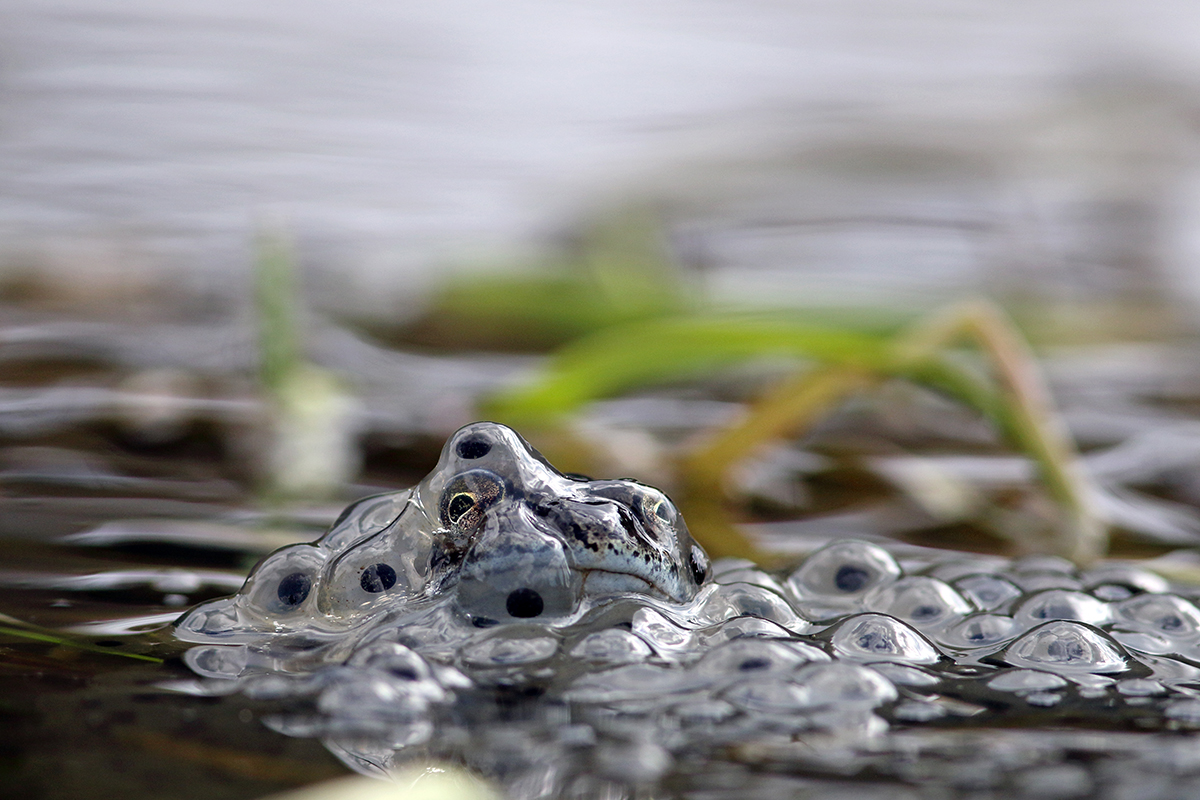 grenouille rousse jura