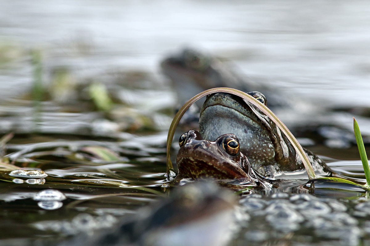 grenouille rousse jura