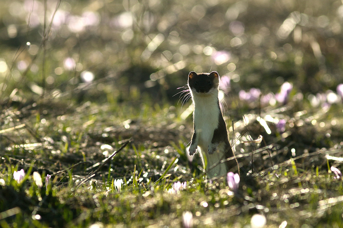 hermine et crocus