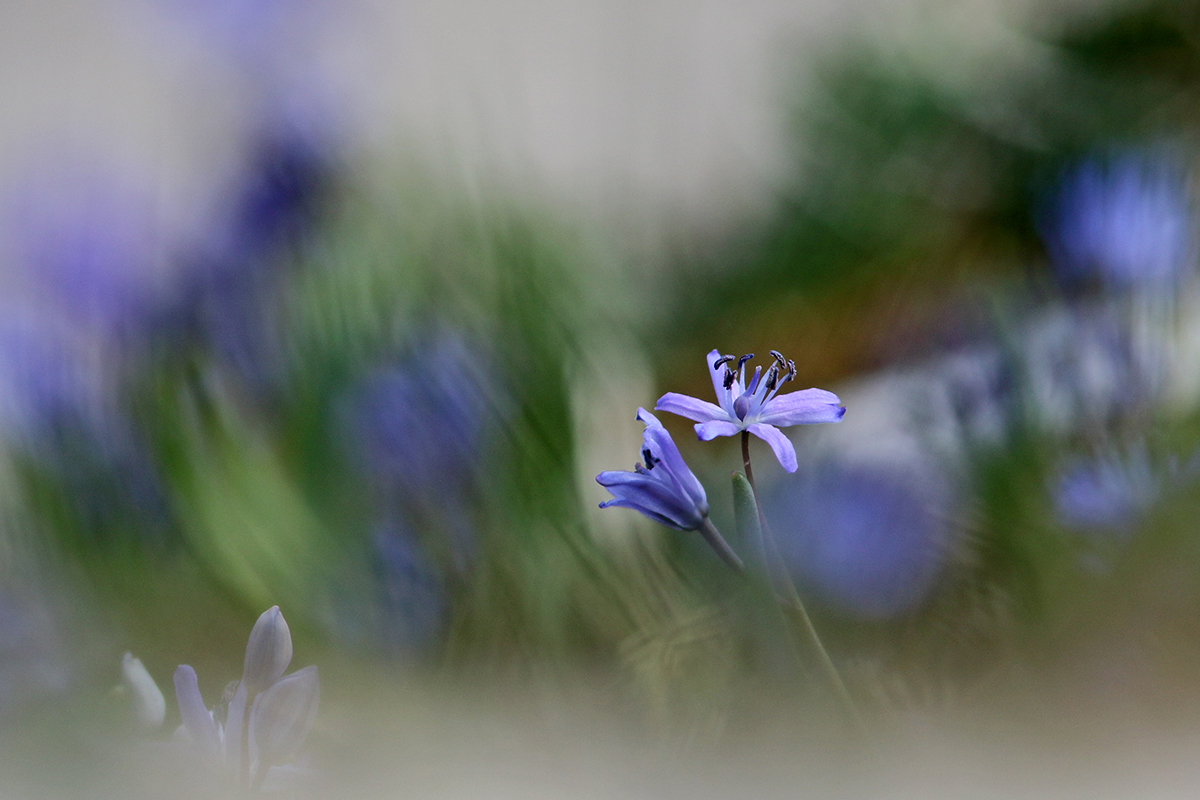 scille a deux feuilles