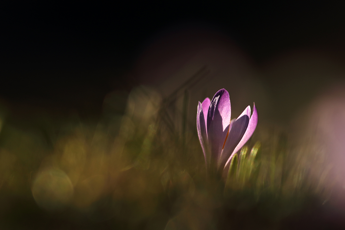 crocus jura