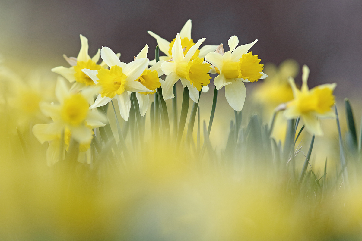 jonquilles jura