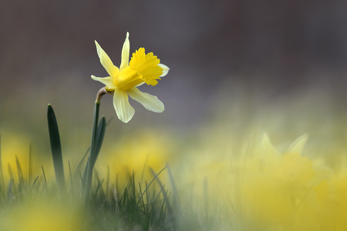 jonquilles jura