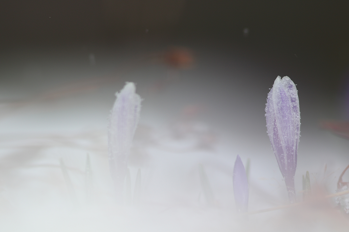 crocus dans la neige