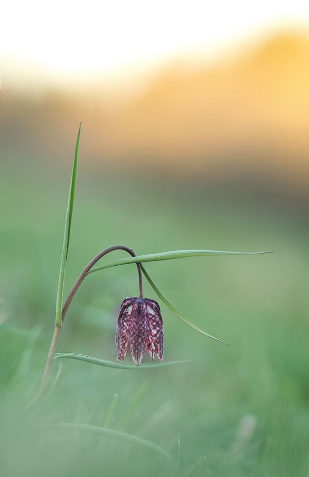 fritillaire pintade jura