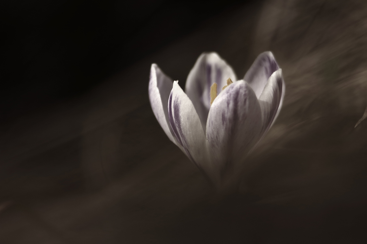 crocus